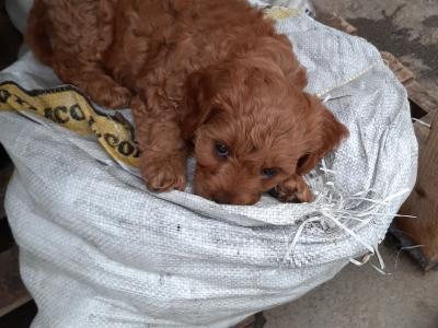 Beautiful Cavapoo puppies (F1)